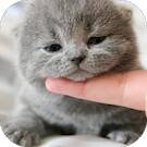  Cute Cat Wallpaper HD   -   (AD-Free)