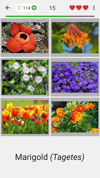 Flowers Quiz - Identify Plants  [МОД Unlimited Money] Screenshot 2