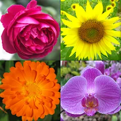 Скачать взломанную Flowers Quiz - Identify Plants  [МОД Unlimited Money] - стабильная версия apk на Андроид