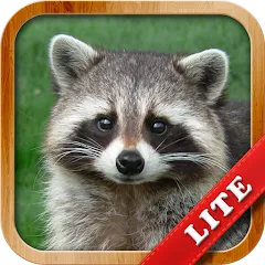 Взлом Animals for Kids  [МОД Много монет] - последняя версия apk на Андроид