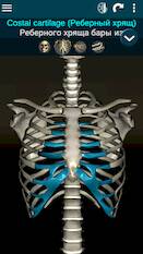  Osseous System 3D ()   - AD-Free
