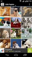  Cute Little Puppies Wallpapers   - Full