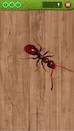  Ant Smasher by Best Cool & Fun Games   -   